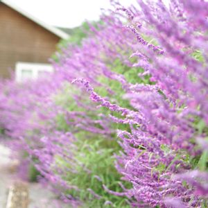 アメジストセージ,庭園の画像