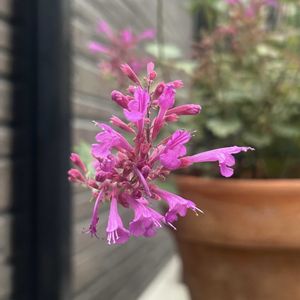 アガスターシェ,小さな庭の画像