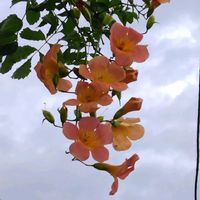 ノウゼンカズラの画像