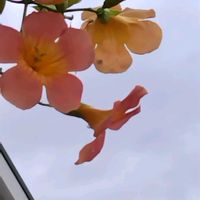 ノウゼンカズラの画像