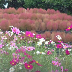 コキア,コスモス,散歩,花壇,庭園の画像