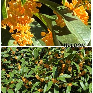 キンモクセイ,原種シクラメン・ミラビレ,茶の木の花,Ｃ.ワルケリアナ アルバ×Ｃ.ビューフォートＢｔ,侘び寂び の画像