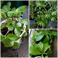 クリスマスローズ,クリスマスローズ,ワイルドストロベリー,ワイルドストロベリー,馬酔木(アセビ）の画像