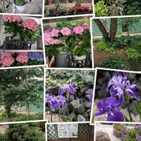 アジサイ,カキツバタ,思い出,風景,愛知豊明花き地方卸売市場の画像