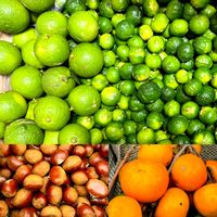 キンカン,カキ,カボス,山芋 むかご,クリの画像