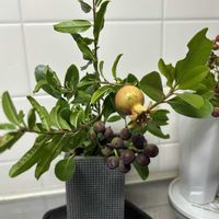 ザクロ,シャリンバイ,シャリンバイ,ナンテン,バラ科の画像