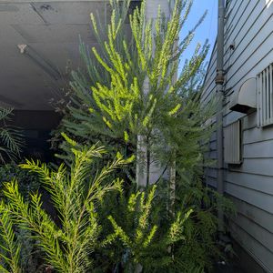 グレビレア,グレヴィレア,マホニア コンフューサー,マホニア コンフューサー,マホニア コンフューサーの画像