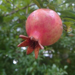 ザクロ,散歩,庭園,スマホ撮影,鶴見緑地公園の画像