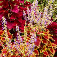 フィカス　ウンベラータ,フィカス　ウンベラータ,栄養系コリウス,クレロデンドルム　ブルーウイング ,クレロデンドルム　ブルーウイング の画像