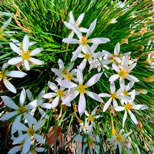 ガーデニング,白い花,日当たり良好,花のある生活,花を愛でるの画像