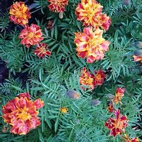 マリーゴールド,ユウガオ,アサガオ　シロバナ　スプリットペダル,こぼれ種,花のある暮らしの画像