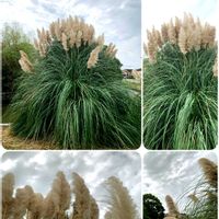 ノウゼンカズラ,ブッドレア,ホトトギス,ヤマブキ,シモツケ の画像