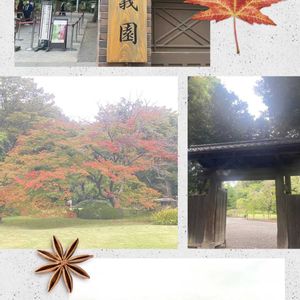 マツ,マツ,モミジ,紅葉,ハゼノキの画像