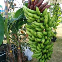 バナナ,南国の花,出かけ先の画像