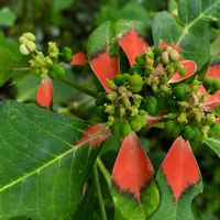 ショウジョウソウ,ショウジョウソウ(サマーポインセチア)の画像