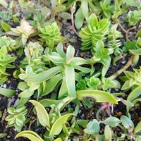 紅葉,クラッスラ 紅葉祭り,多肉植物,地植え,クラッスラの画像