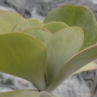 唐印,多肉植物,珍奇植物,my succulent,美しい...の画像