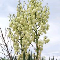 ユッカ,立派,アツバキミガヨラン,個性的,花のある暮らしの画像