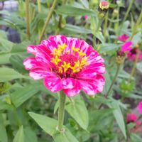 ツルバキア,ツルバキア,ヒャクニチソウ,ヒャクニチソウ,ハゼランの画像