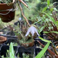 セッコク,さつまいも畑,セッコク（石斛）長生蘭,カールくん,スジなしスナップエンドウの画像