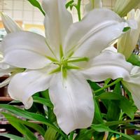 カサブランカの画像