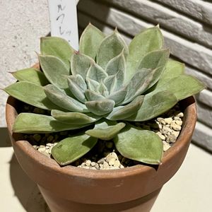 植え替え,秋の気配,多肉の土,タニラー,玄関多肉の画像