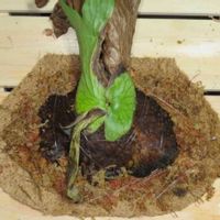 コウモリラン,コウモリラン,観葉植物,復活,新芽の画像