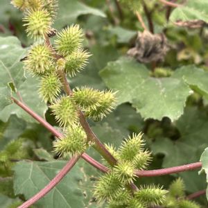 コスモス,ネムノキ,オオオナモミ,今日のお花,うなじショットの画像