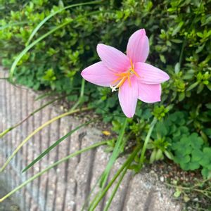 ビンクの花♡,ゼェフィランサス,フェンスの画像