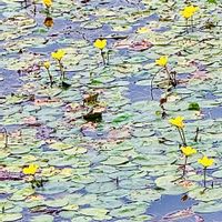 アサザ,アサザ,ウンナンロウバイ(オウバイモドキ),ご近所散歩,兵庫県加古郡稲美町の画像