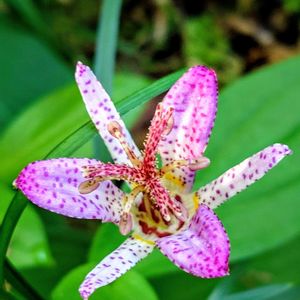 ホトトギス,紫の花,ピンクの花,庭園,今日のお花の画像