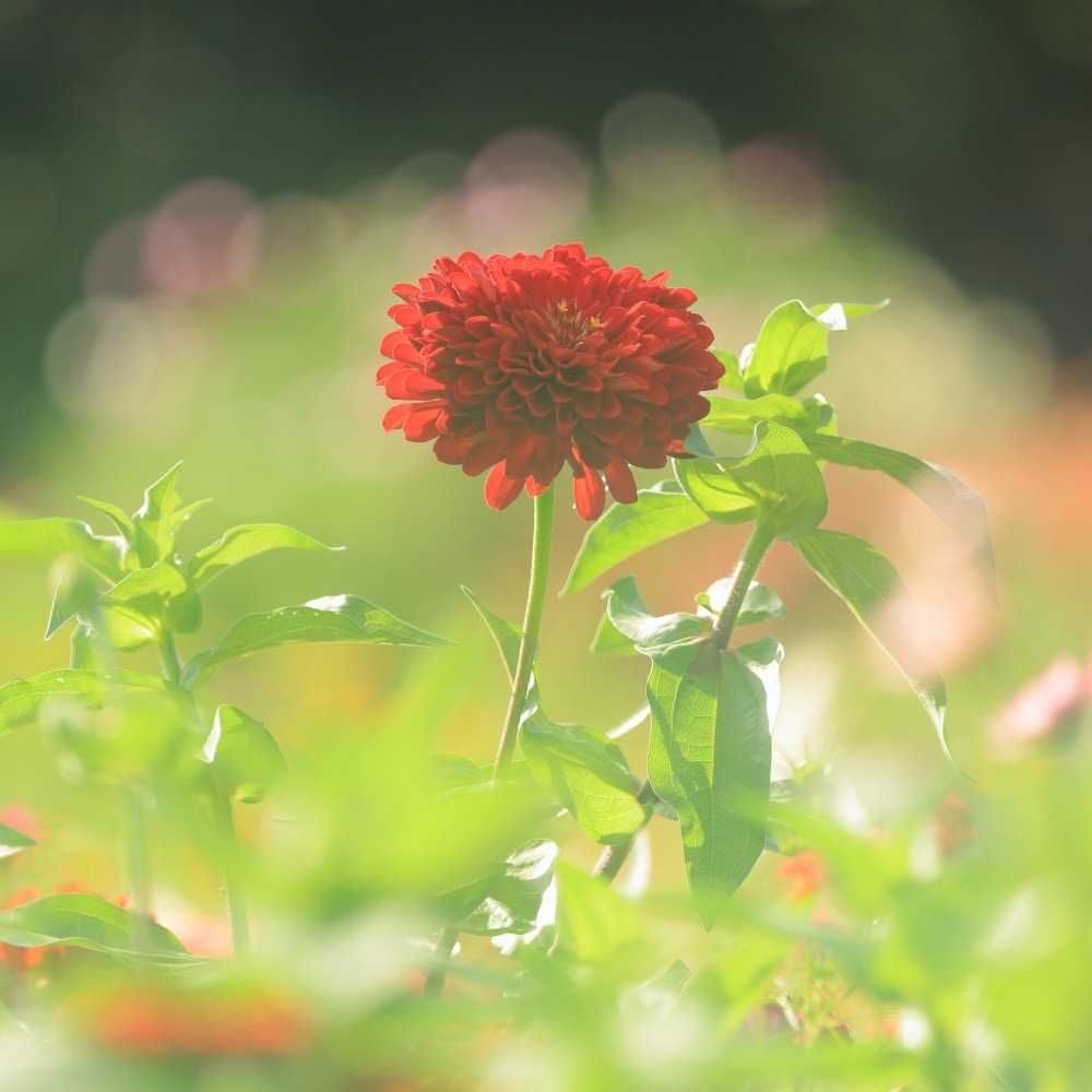 maroさんの里山ガーデン（大花壇）への投稿