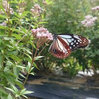 オミナエシ,フジバカマ,アサギマダラ,オオカマキリ,GS句会の画像