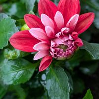 ニゲラ,イングリッシュラベンダー,ダリア　マキシ,ダリア・マキシ タンピコ,初心者ですの画像