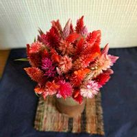 ケイトウ,白粉花,ｹｲﾄｳ,ｵｼﾛｲﾊﾞﾅ,種蒔きからAの画像