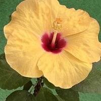 ハムシー,ハムシー,ハムシー,ハイビスカス  アドニスイエロー,ハイビスカス  アドニスイエローの画像