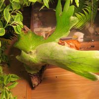 コウモリラン・ホルタミー,観葉植物,復活,新芽,癒しの画像