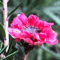 ギョリュウバイの画像