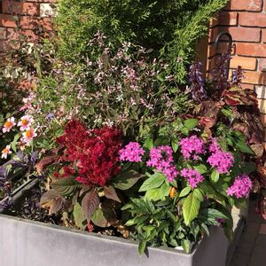 ジニア,シャリンバイ,ペンタス,ユーフォルビア・ダイヤモンドフロスト,ウモウケイトウの画像