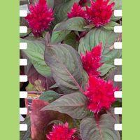 ケイトウ,ヒポエステス,花のある暮らし,お花大好き♡,今日のお花の画像