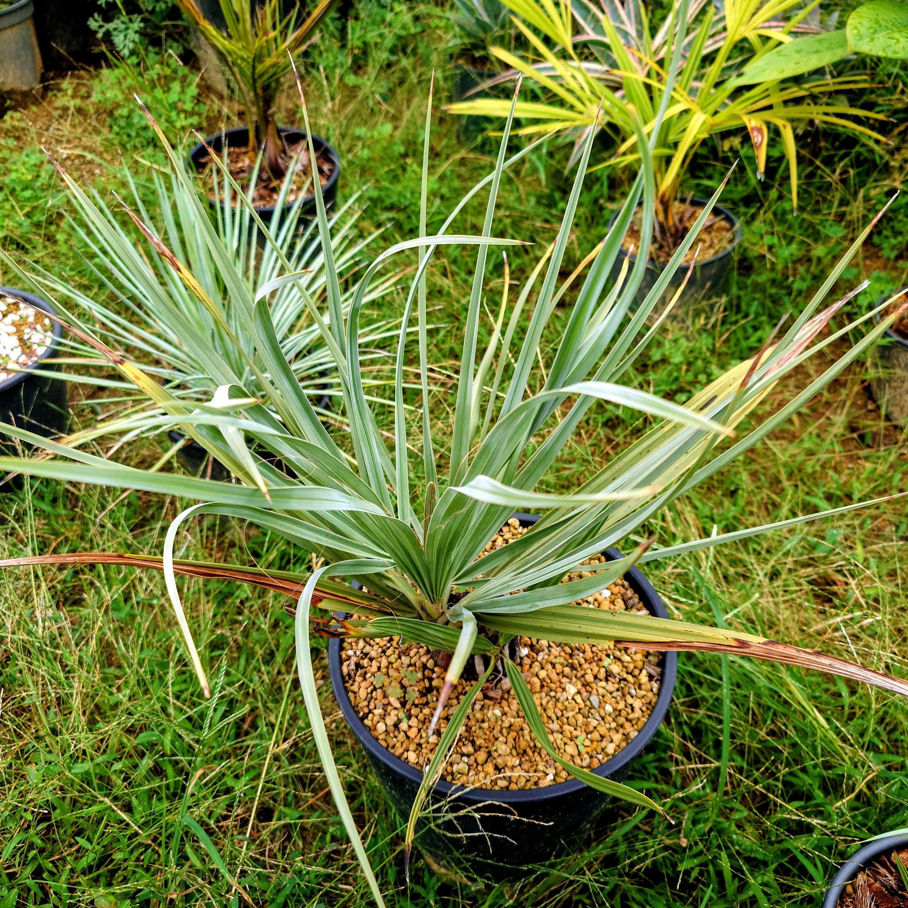 チャメドレア・ラディカリス(アルボレセント)の一覧｜🍀GreenSnap