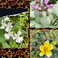 ウインターコスモス,ネメシア,ラミウム,GSの皆さんに感謝,観光地に住んでますの画像