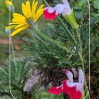 ユリオプスデージー,レモングラス,百日草,宿根草,こぼれ種百日草の画像