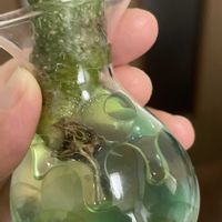 サボテン キンコウマル,サボテン水耕栽培の画像