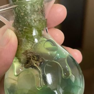 サボテン キンコウマル,サボテン水耕栽培の画像