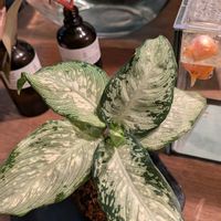 ディフェンバキア,観葉植物,水槽,3COINS,熱帯植物の画像