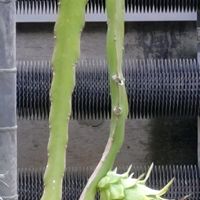 ドラゴンフルーツの画像