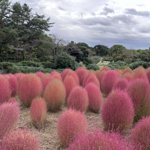 コキア,コスモス,昭和記念公園,日本庭園,jr青梅線の画像