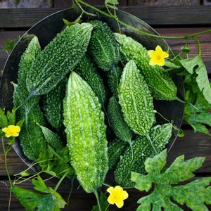 ゴーヤ,緑のカーテン,花のある暮らし,自家製野菜,緑のある暮らしの画像