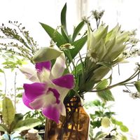 アキノキリンソウ,スターチス,リンドウ,デンファレ,切り花の画像